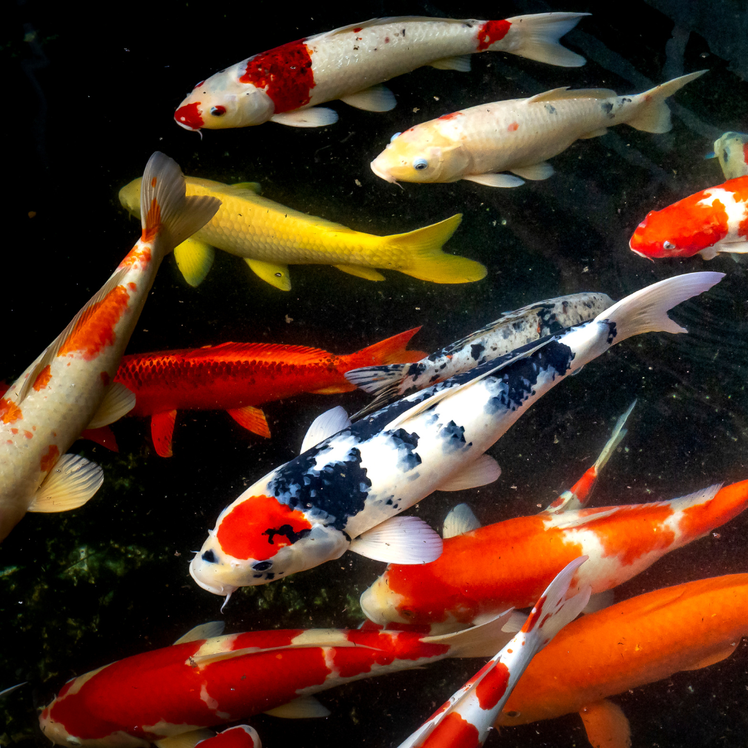 Koi fish - its meaning in Japan